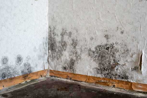 Best Black Mold Removal  in St Peters, MO